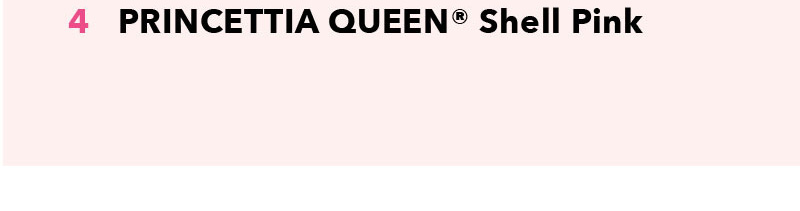 4. Shell Pink