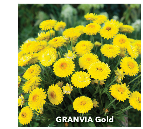 GRANVIA Gold