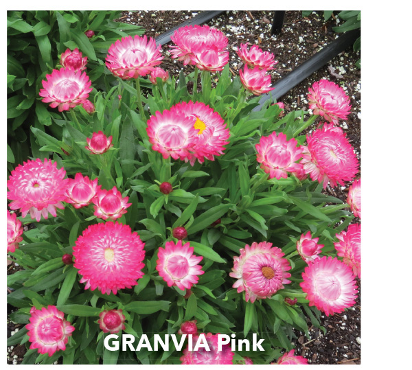 GRANVIA Pink