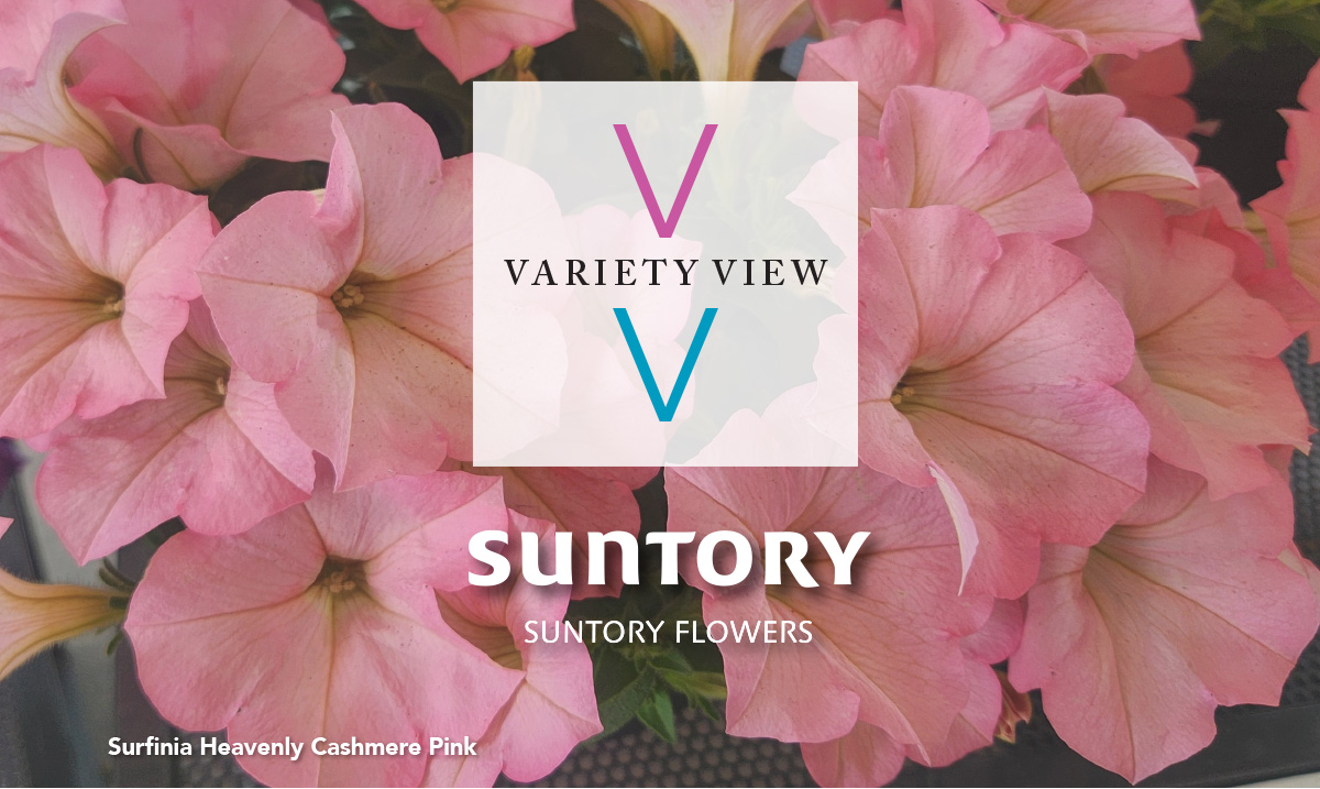 Sundenia Heavenly Cashmere Pink