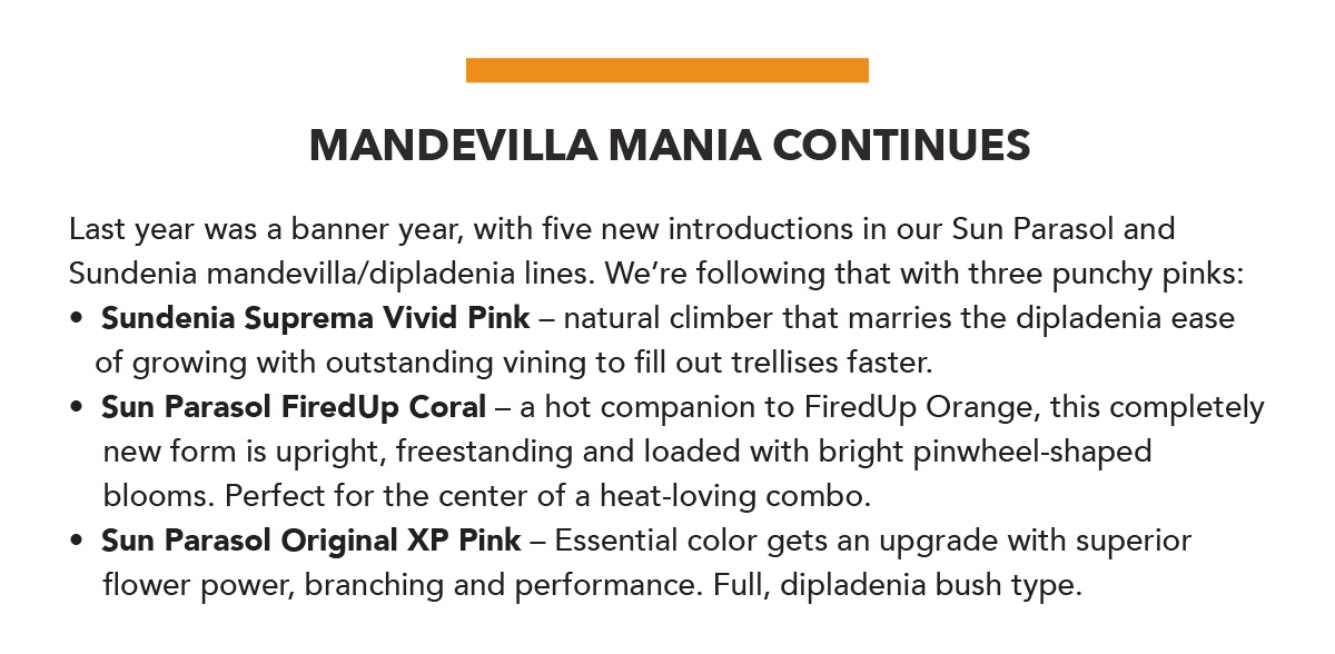 Mandevilla Mania continues