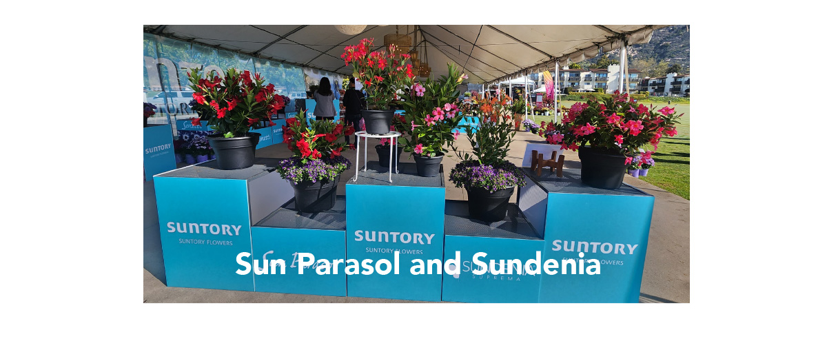 Sun Parasol and Sundenia