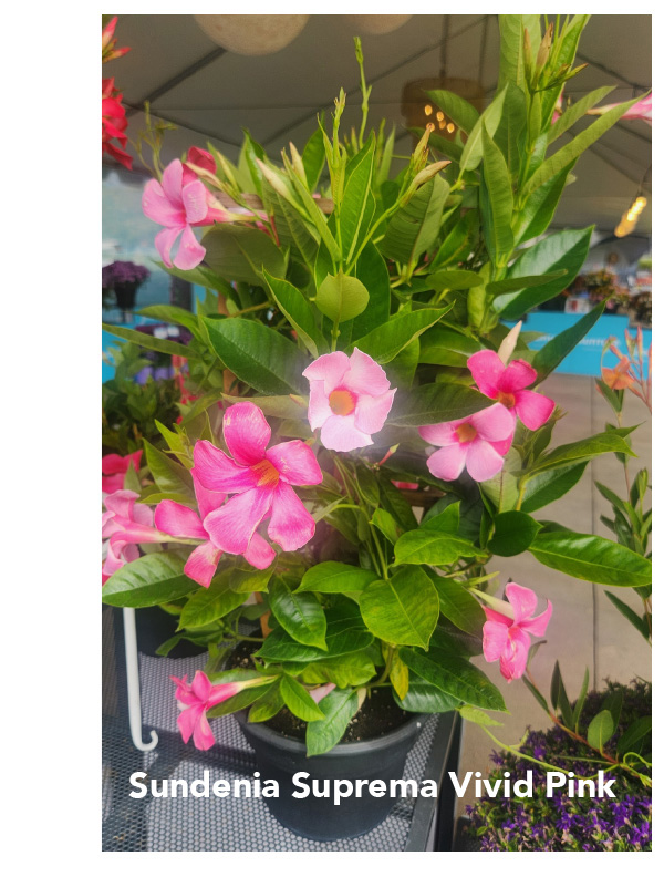 Sundenia Suprema Vivid Pink