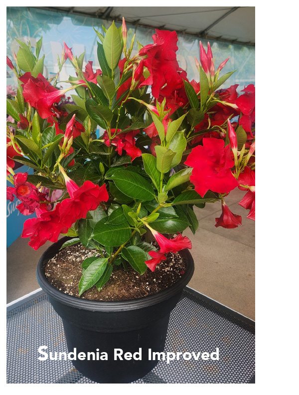Sundenia Red Improved