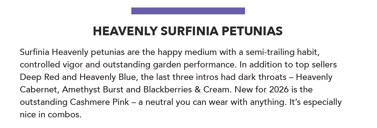 Heavenly Surfinia Petunias