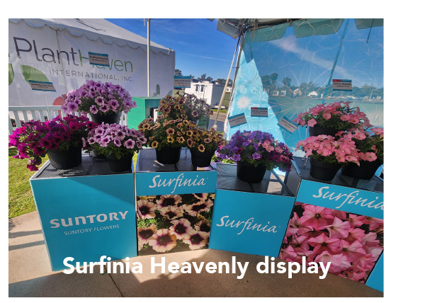 Surfinia Heavenly display