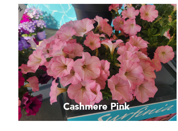 Cashmere Pink