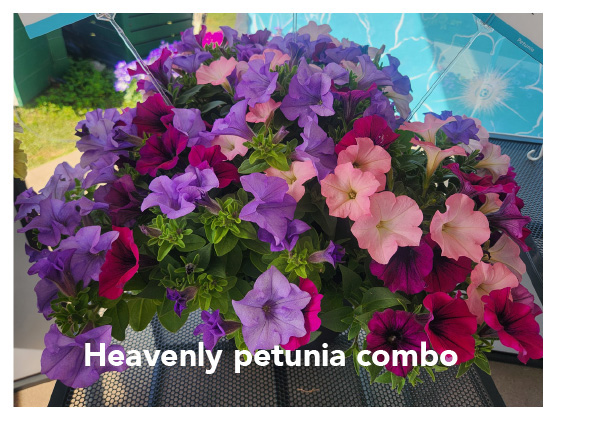 Heavenly petunia combo