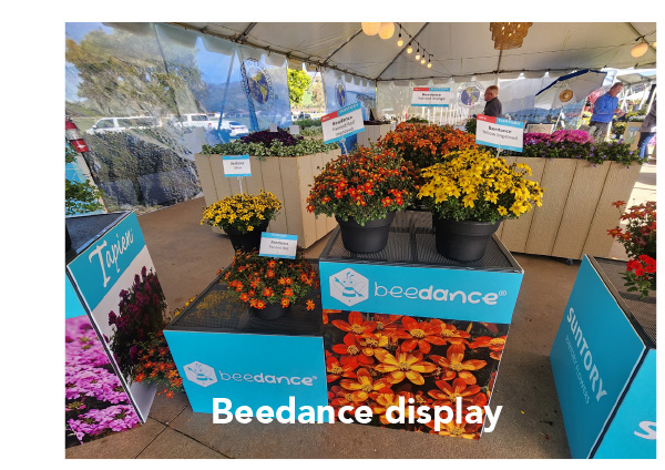 Beedance display