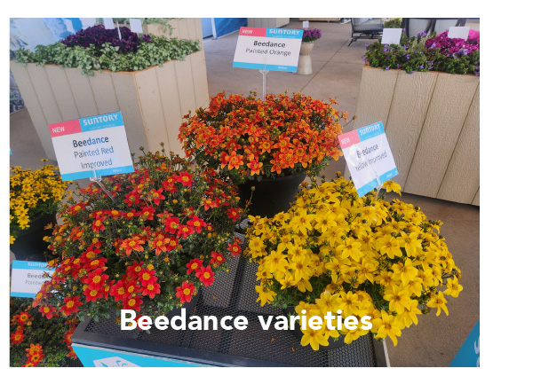 Beedance varieties