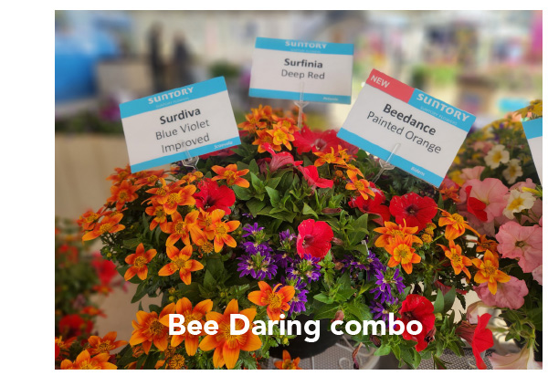 Bee Daring Combo