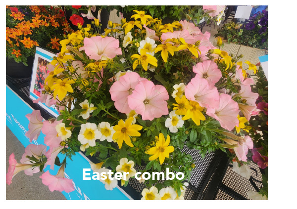 Easter Combo
