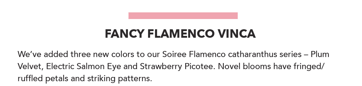 Fancy Flamenco Vinca