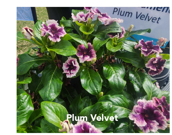 Plum Violet