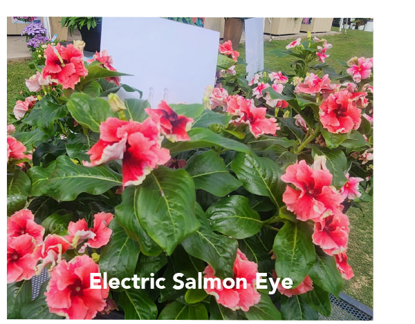 Electric Salmon Eye