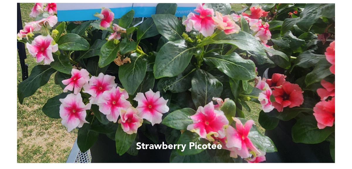 Strawberry Picotee