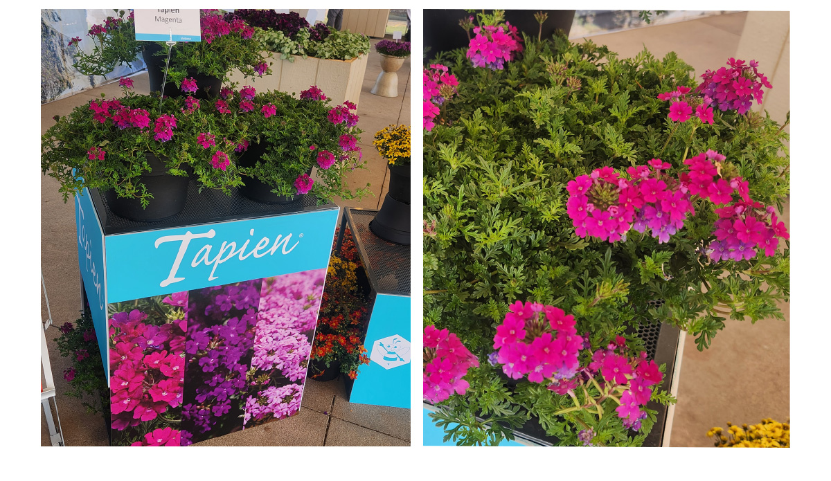 Two Tapiens