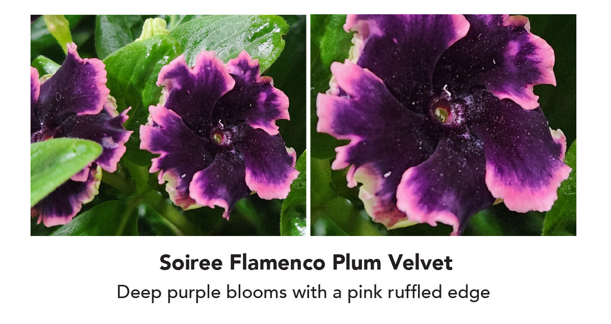 Soiree Flamenco Plum Velvet