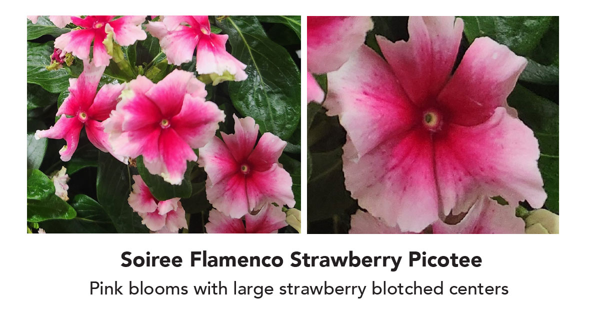 Soiree Flamenco Strawberry Picotee