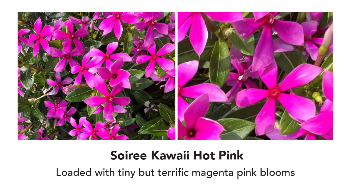 Soiree Kawaii Hot Pink Loaded with tiny but terrific magenta pink blooms