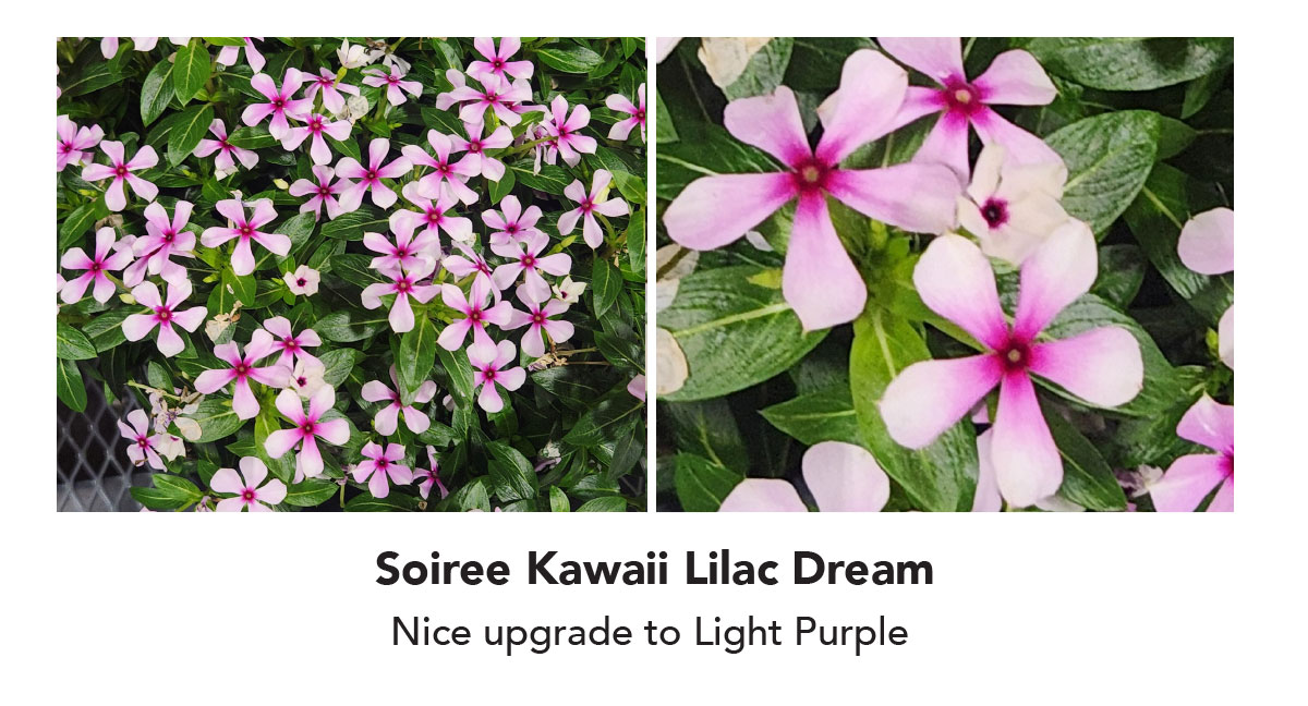 Soiree Kawaii Lilac Dream Nice upgrade to Light Purple