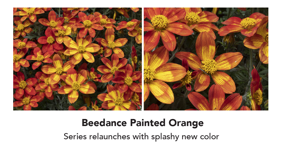 Beedance Painted Orange Series relaunches with splashy new color