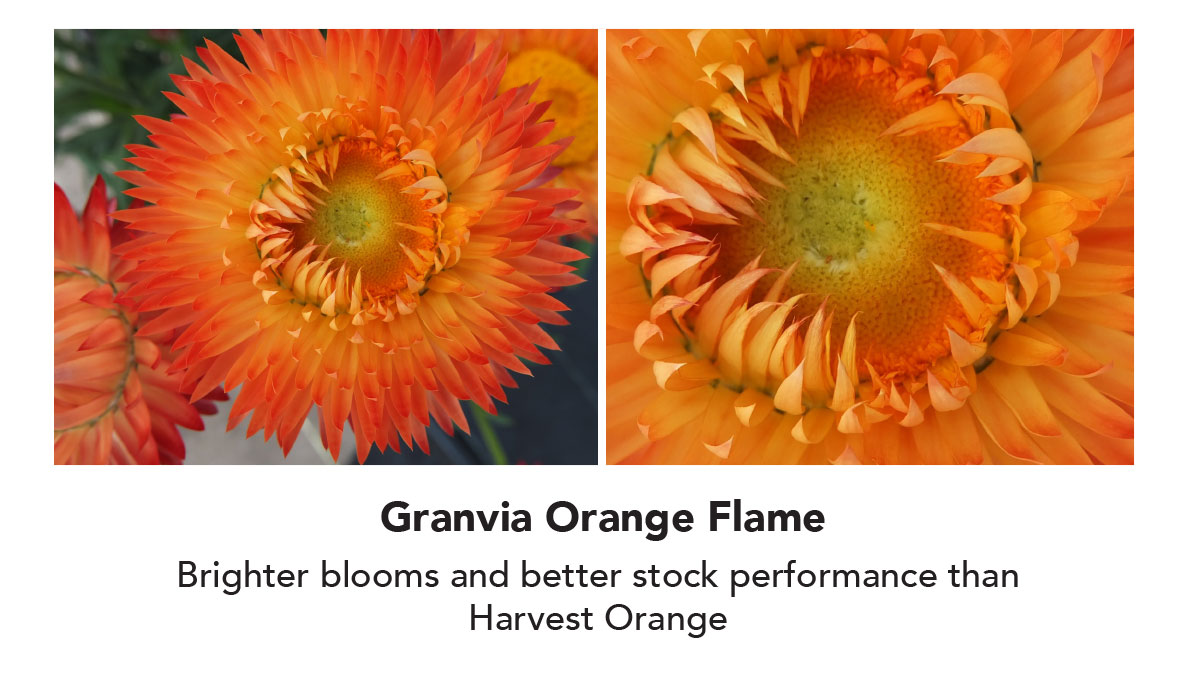 Granvia Orange Flame