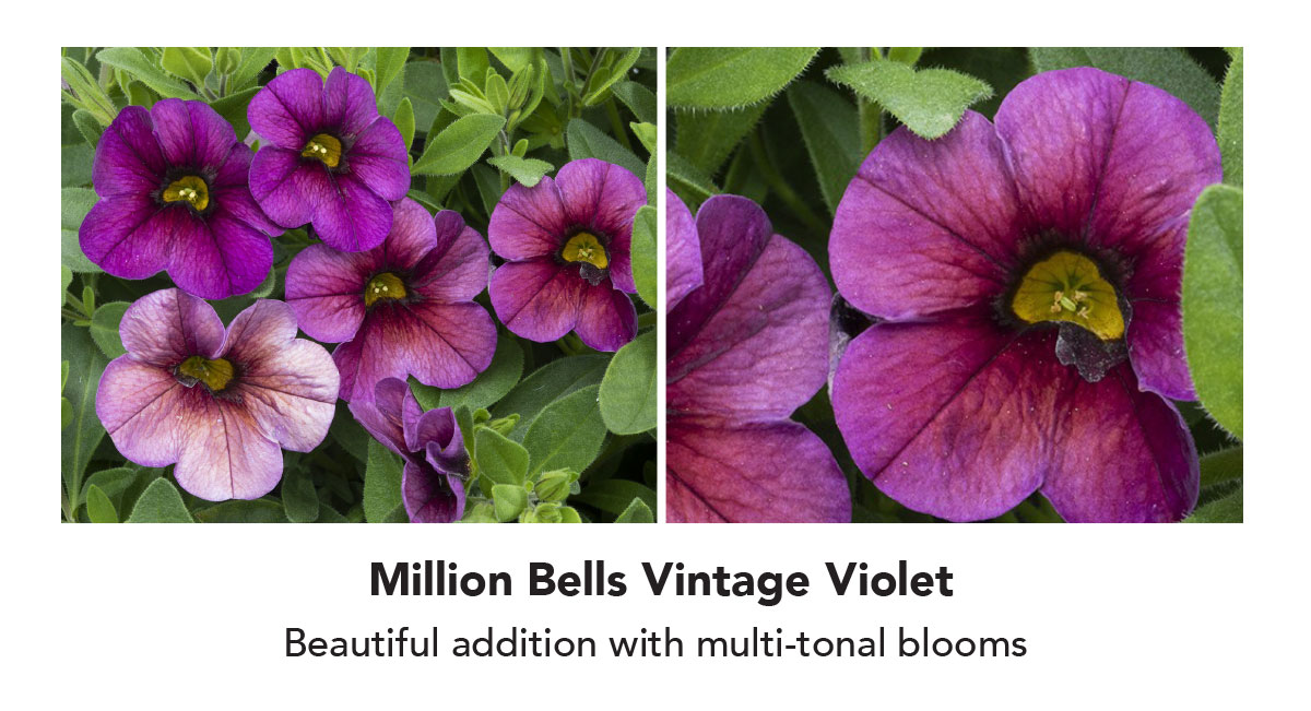 Million Bells Vintage Violet Beautiful addition with multi-tonal blooms