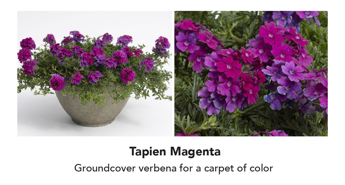 TAPIEN® Magenta - Suntory Flowers