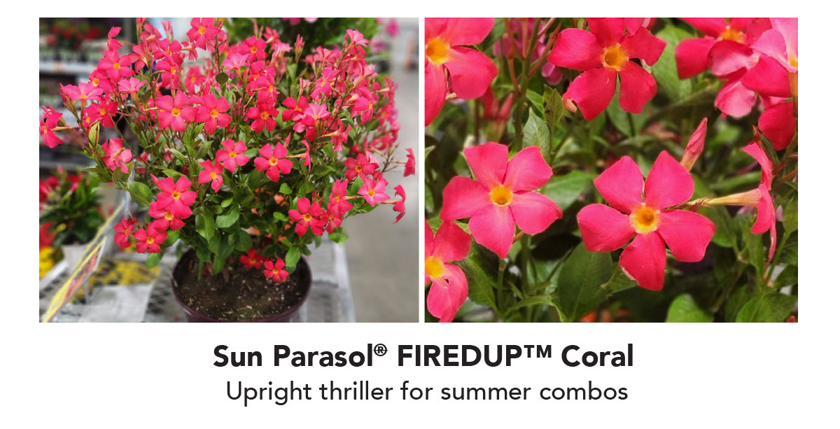 Sun Parasol FiredUp Coral  Upright thriller for summer combos