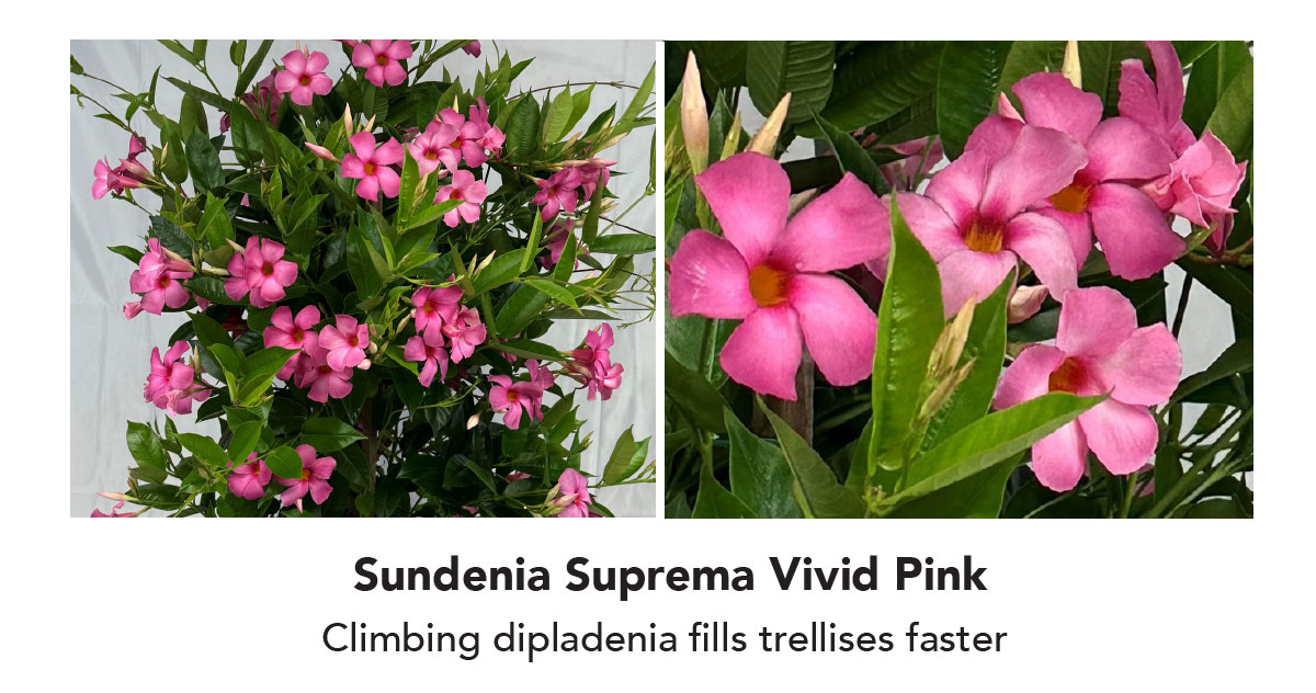 Sundenia Suprema Vivid Pink Climbing dipladenia fills trellises faster