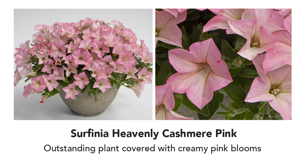Surfinia Heavenly Cashmere Pink