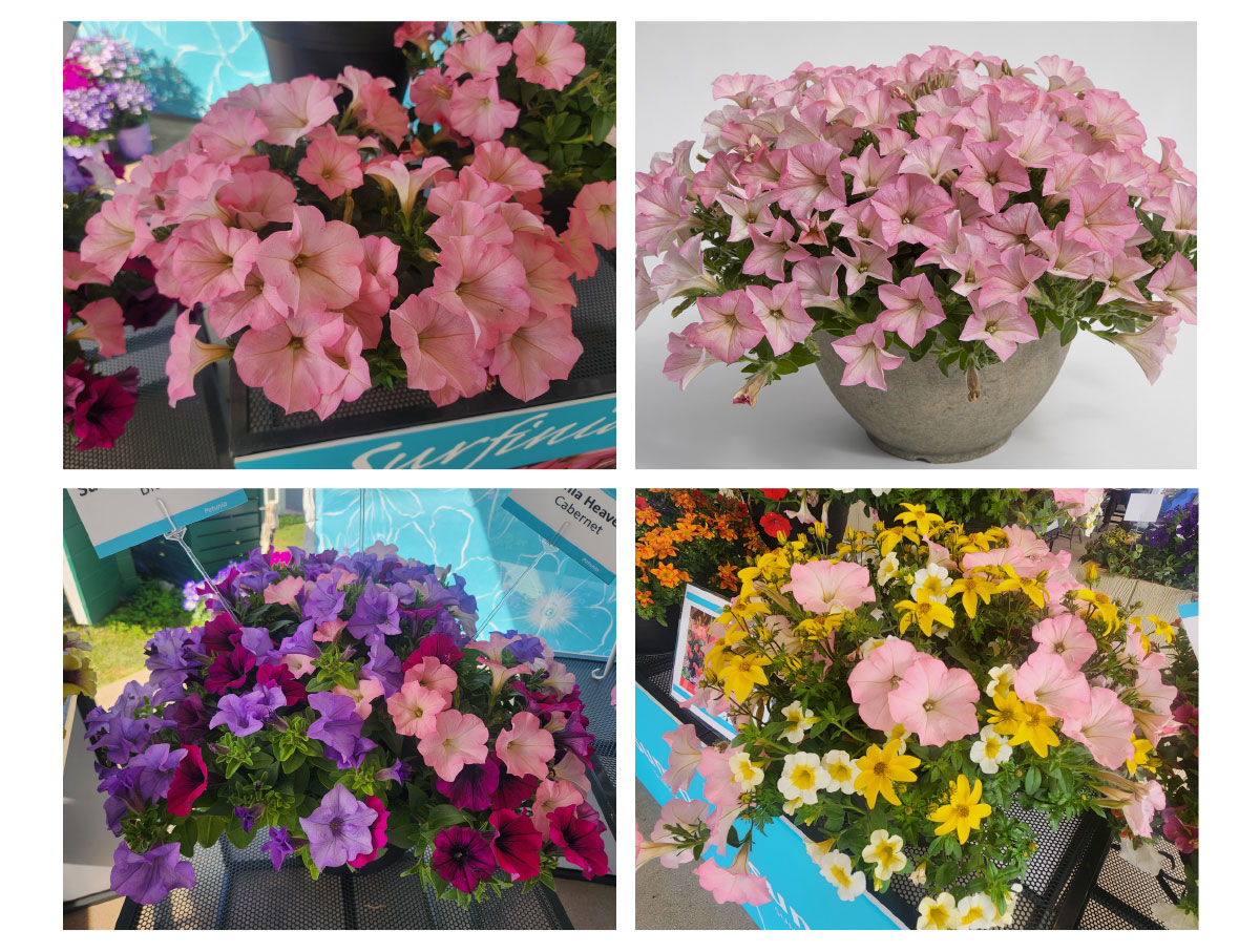 Cashmere Pink pics
