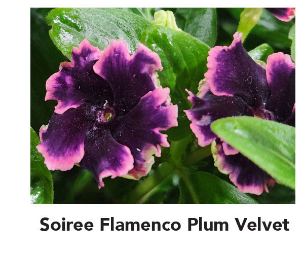 SOIREE® FLAMENCO Plum Velvet
