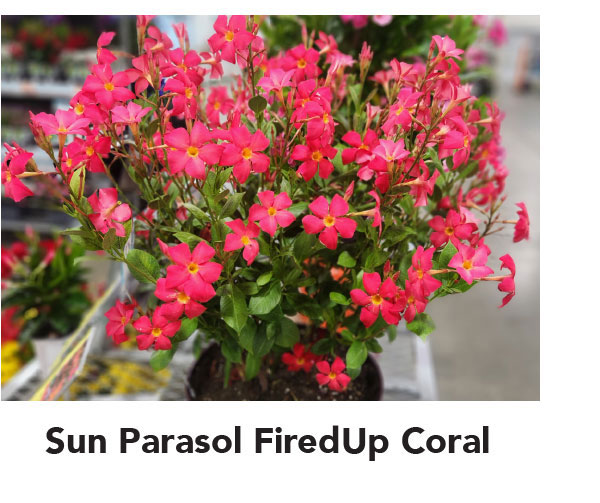SUN PARASOL® FIREDUP™ Coral	