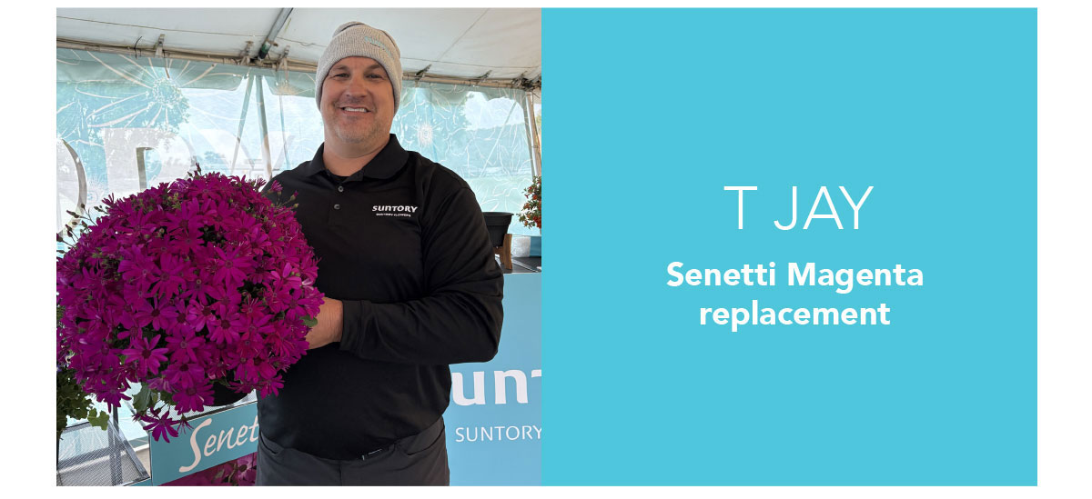T Jay, SENETTI® Magenta