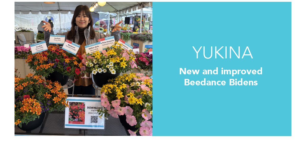 Yukina, new and improved BEEDANCE® Bidens