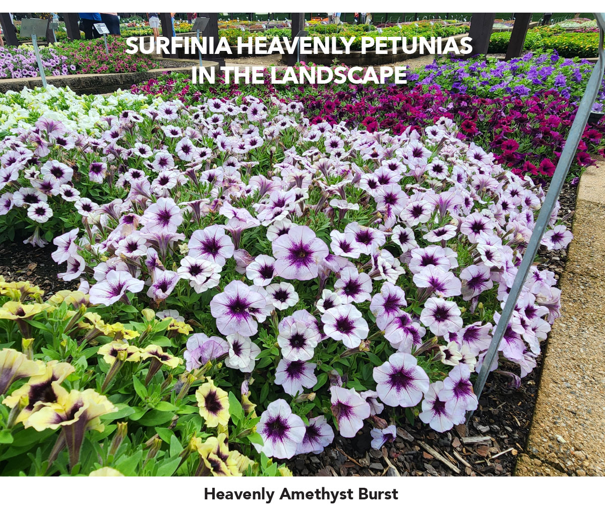 Heavenly Amethyst Burst in landscape
