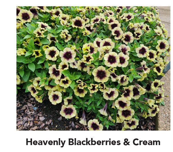 Blackberries and Cream