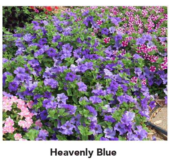 Heavenly Blue
