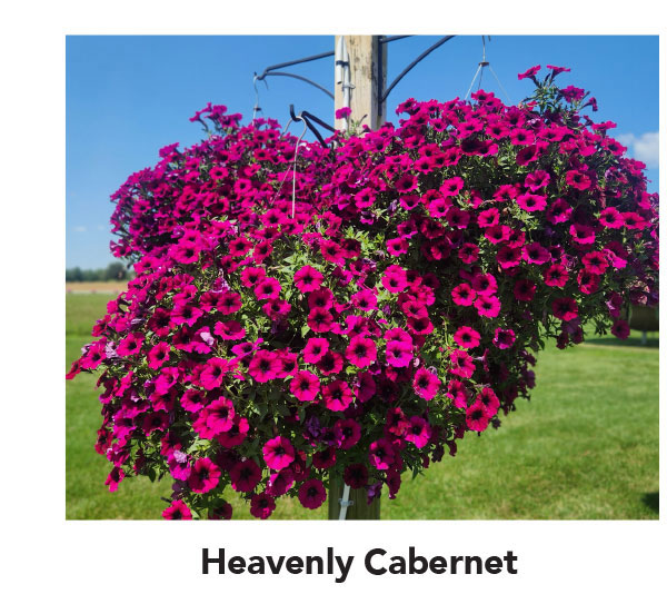 Heavenly Cabernet hover