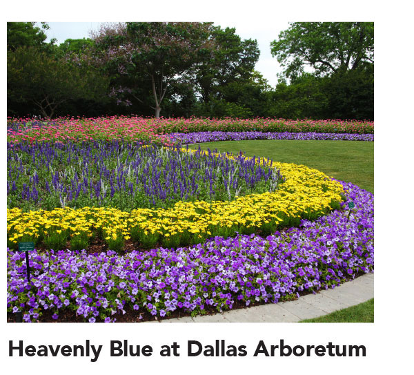 Heavenly Blue in Dallas hover