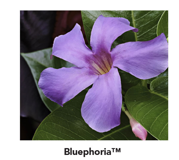 Bluephoria