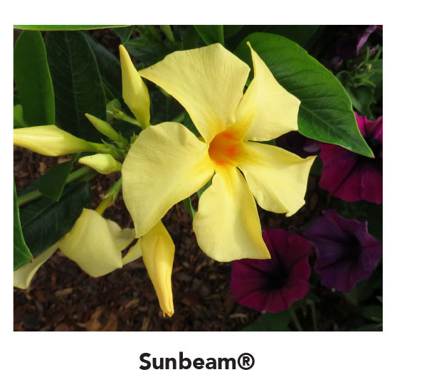 Sunbeam