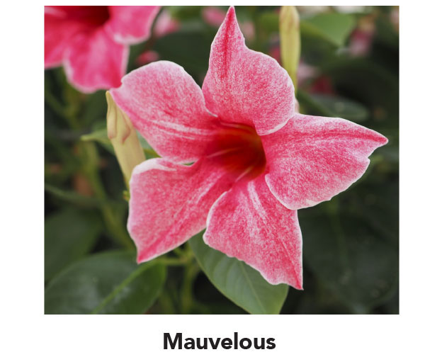 Mauvelous