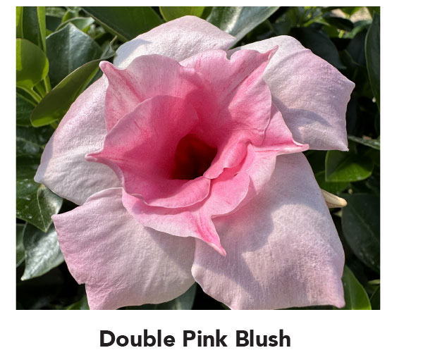 Double Pink Blush