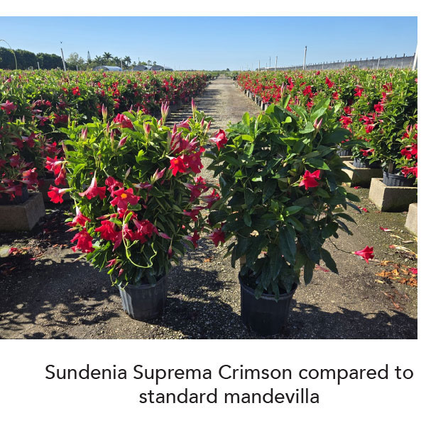 SUNDENIA® SUPREMA Crimson 