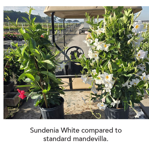 Sundenia White compared to traditional mandevilla