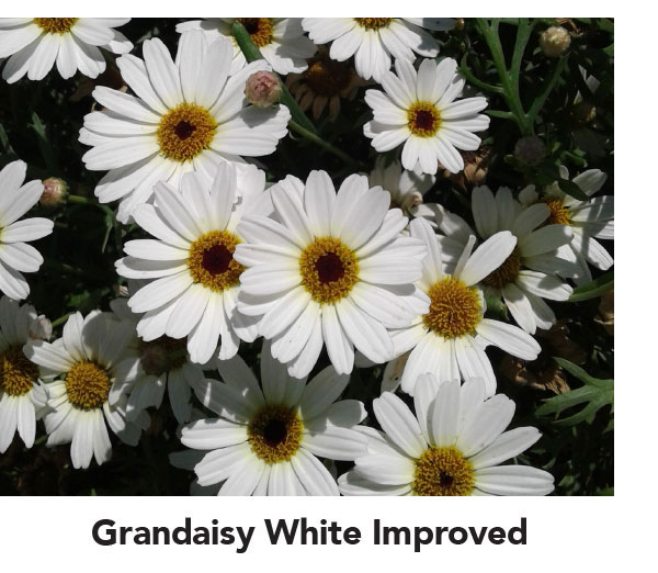 Grandaisy White Improved