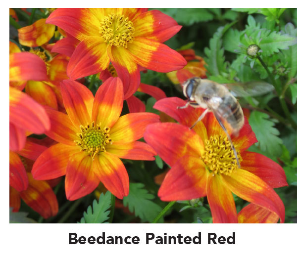 Beedance Painted Red